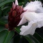 Cheilocostus speciosusFlower