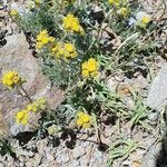Artemisia glacialis Flower
