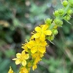 Agrimonia eupatoria ফুল