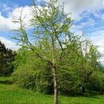 Taxodium distichum عادت داشتن