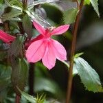 Lobelia cardinalis Fleur