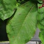 Miconia impetiolaris Leaf