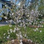 Magnolia stellata Květ