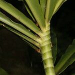 Dimerocostus strobilaceus Corteza