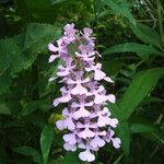 Platanthera peramoena Flower