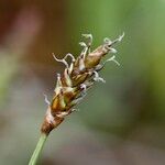 Carex dioica फल