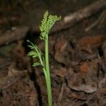 Botrychium matricariifolium Habit