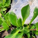 Arabis caerulea Blad