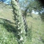 Echium boissieri Muu