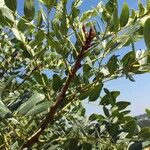 Burkea africana Blatt