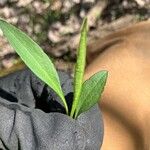 Symphyotrichum laeve Лист