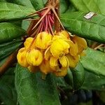 Berberis julianae 花