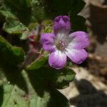 Geranium rotundifolium花