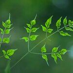 Millingtonia hortensis Leaf