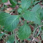 Stachytarpheta indica Feuille