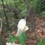 Antirrhinum latifolium Цвят