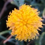 Santolina rosmarinifolia Цвят