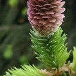 Picea sitchensis 花