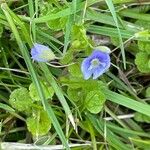 Veronica filiformis Levél