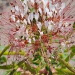 Cleome dodecandra 花