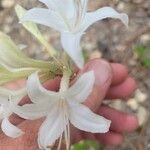 Rhododendron viscosum 花