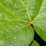 Begonia parviflora Hoja