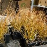 Carex testacea Lapas