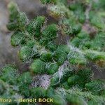 Cosentinia vellea Mosusu