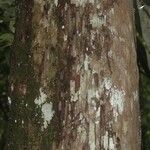 Pouteria platyphylla 樹皮