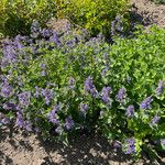 Nepeta grandiflora Flor