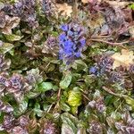 Ajuga pyramidalis花