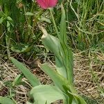 Tulipa montisandrei 整株植物