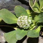 Valeriana nivalis Virág