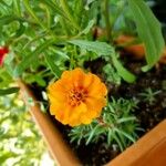 Portulaca grandiflora Flower