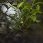 Diospyros buxifolia Flower