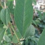 Cotoneaster frigidus Blatt