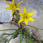 Gagea peduncularis Flower