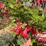 Clianthus puniceus Flor