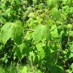 Rubus odoratus عادت داشتن