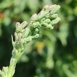 Lactuca serriolaFlower