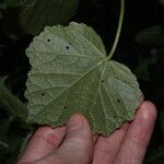 Hibiscus diversifolius Fuelha