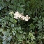 Filipendula ulmariaFlor