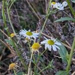 Erigeron annuus Blüte