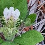 Blepharis maderaspatensis Flower