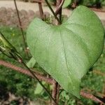 Ipomoea tricolor Blatt