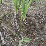 Habenaria tridactylites Цвят