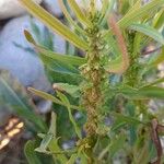 Rumex palustris Flower