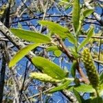 Salix caroliniana Leaf