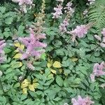 Astilbe japonicaÇiçek