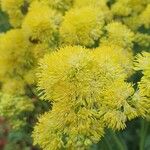 Thalictrum flavum Bloem